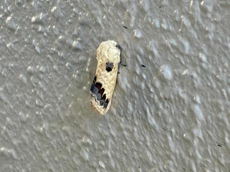 モンクロシャチホコ モンクロシャチホコの写真