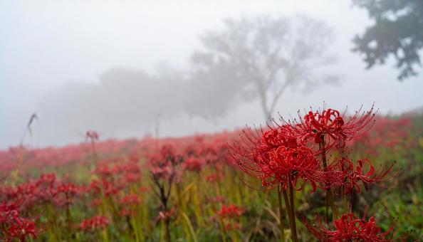 彼岸花 彼岸花の写真