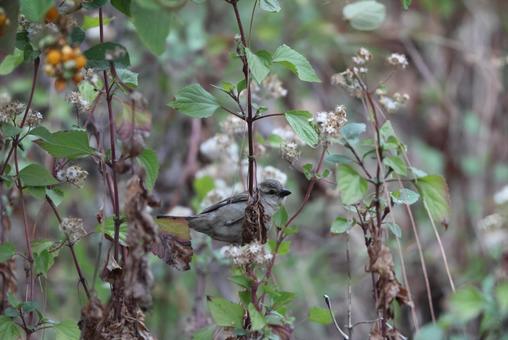 ニュウナイスズメ ニュウナイスズメ ニュウナイスズメ,野鳥,小鳥の写真素材