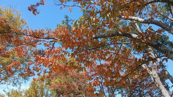 	秋晴れの空と樹木（3） 秋晴れ,空,青空の写真素材