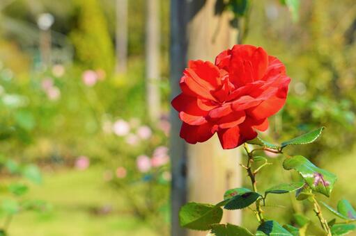 真っ赤なバラの写真