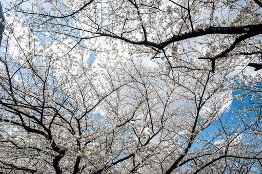満開の桜を見上げる 春,さくら,桜の写真素材