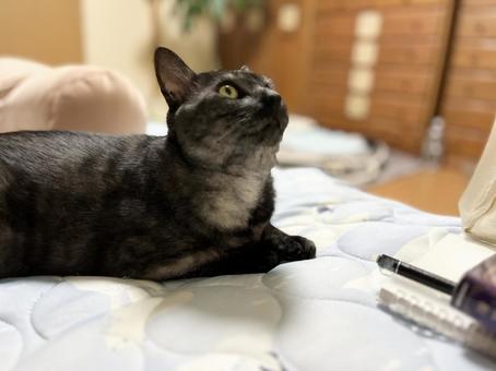 Photo, cat, tiny, a pet, 
