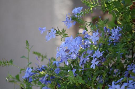 水色のルリマツリの花 水色のルリマツリの花の写真