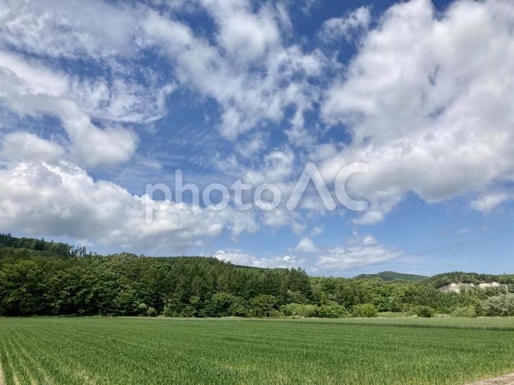 青空と緑の風景 青空,緑,木々の写真素材