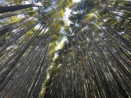 竹林を見上げる 竹林,竹,京都の写真素材