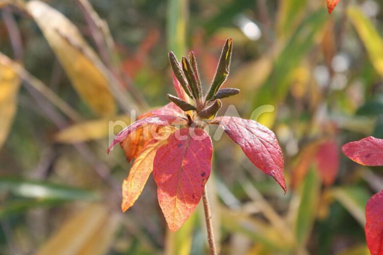 赤い葉の草木9 冬,赤,植物の写真素材