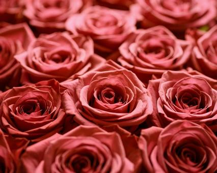 薔薇が敷き詰められる 薔薇が敷き詰められるの写真