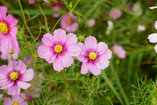 コスモスの花 コスモス,秋,花の写真素材