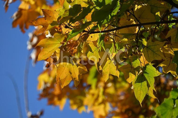 紅葉・秋のイメージ：背景素材テクスチャ 紅葉,秋,秋の風物詩の写真素材
