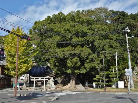 蛭子神社(下蒲刈島) 蛭子神社(下蒲刈島) 蛭子神社,下蒲刈島,広島県呉市下蒲刈町下島の写真素材