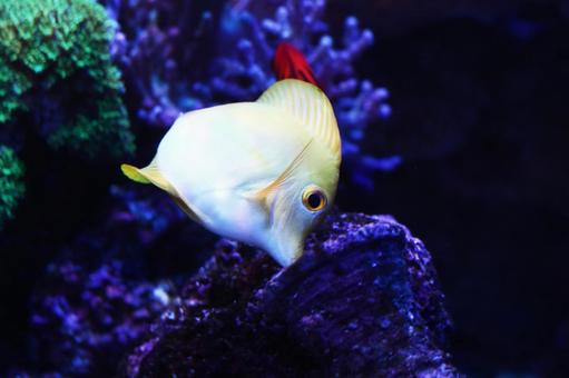 魚 魚の写真