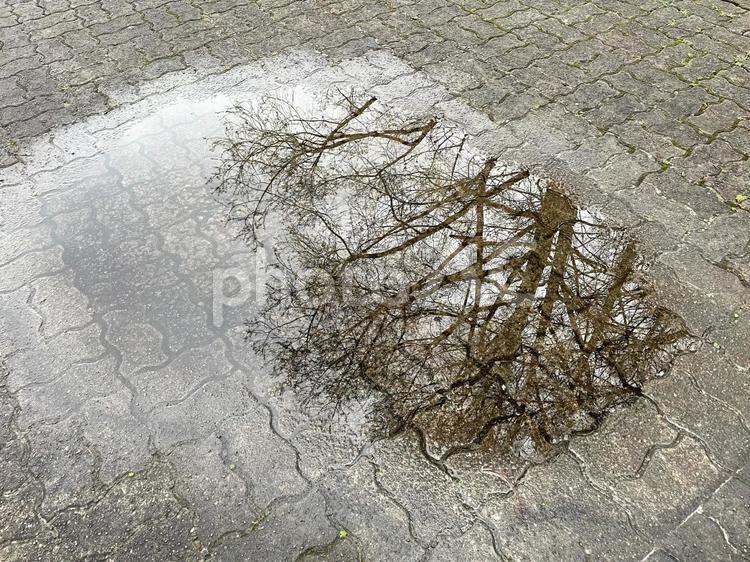 水たまりに映る木 雨上がり,水たまり,地面の写真素材