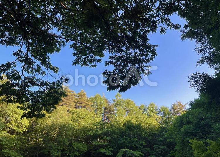 木々の合間の青空 初夏,青空,新緑の写真素材