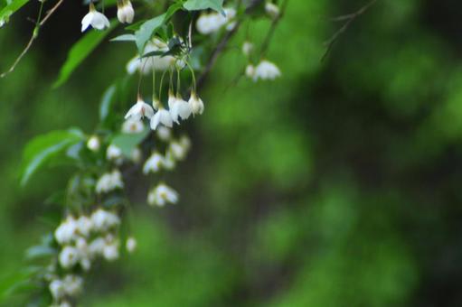 Photo, ekonoki, egonok flower, flower, 