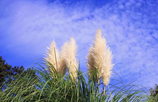 パンパスグラスと秋の空雲 パンパスグラス,シロガネヨシ,イネ科の写真素材