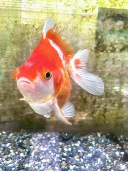 金魚 金魚の写真