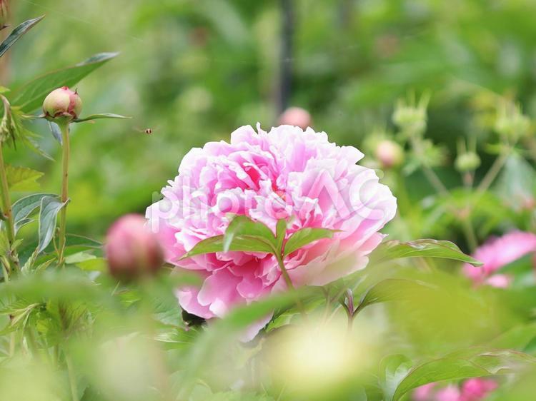 葉っぱの陰に隠れたピンクのシャクヤク シャクヤク,ピンク色,花の写真素材