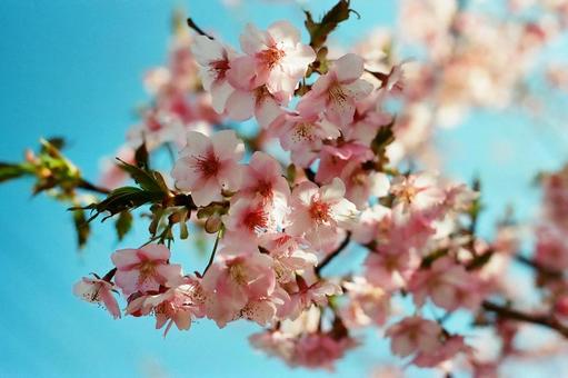 日本の桜 日本の桜の写真