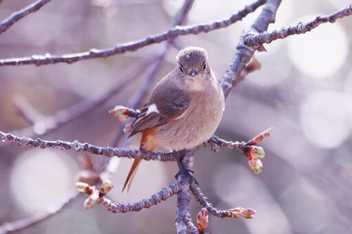 正面から撮った枝にとまるジョウビタキ 鳥,ジョウビタキ,自然の写真素材