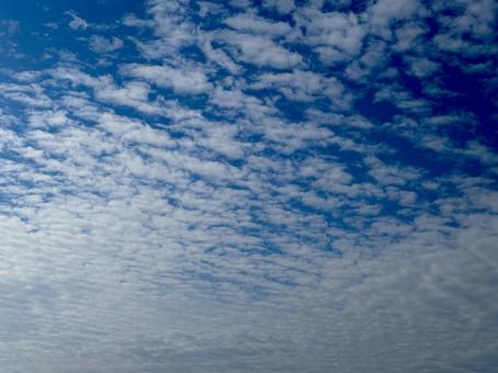 空　うろこ雲の写真