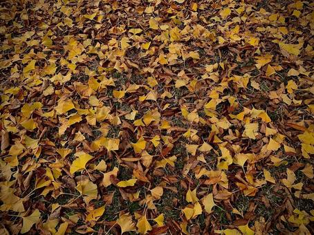 落ち葉 秋,落ち葉,銀杏の写真素材