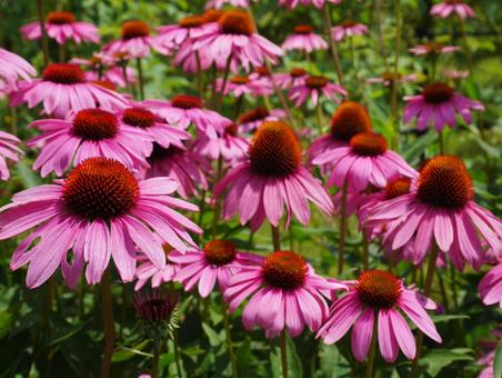 エキナセア エキナセア エキナセア,ピンクの花,佐倉ラベンダーランドの写真素材