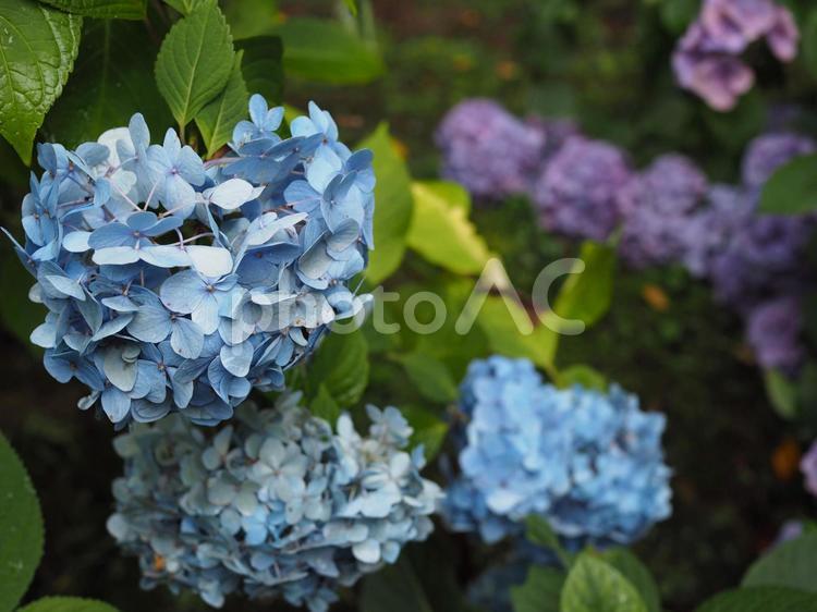 雨に濡れた紫陽花（アジサイ） アジサイ,紫陽花,あじさいの写真素材