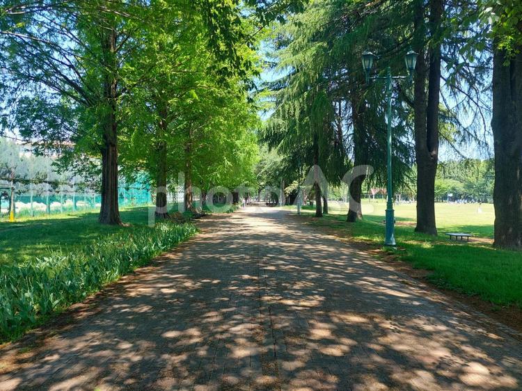 木漏れ日降り注ぐ公園の遊歩道 新緑,小径,小道の写真素材