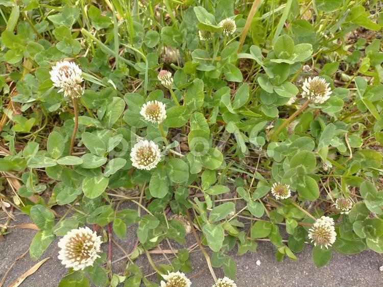 シロツメクサとクローバー 花,植物,雑草の写真素材