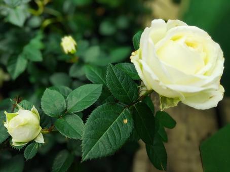 薔薇 白2 薔薇 白2の写真