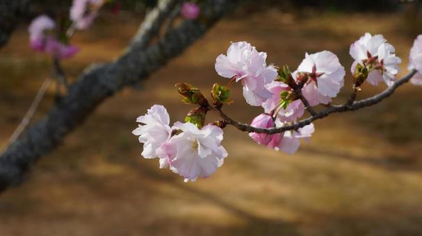桜花。 桜花。の写真