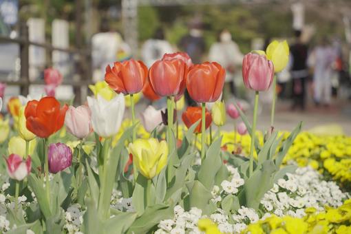 チューリップの写真