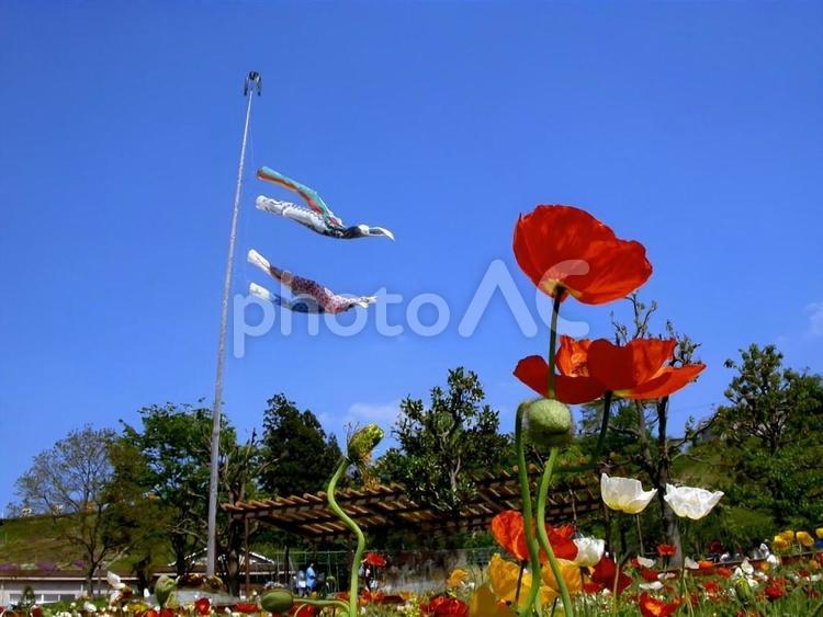 鯉のぼりと花② 鯉のぼり,こいのぼり,五月晴れの写真素材