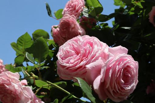 バラ園に咲くピンクの薔薇を撮影しました 花,薔薇,自然の写真素材