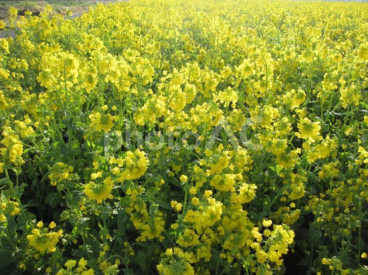 黄色のじゅうたん 菜の花畑の風景 菜の花,春,花の写真素材