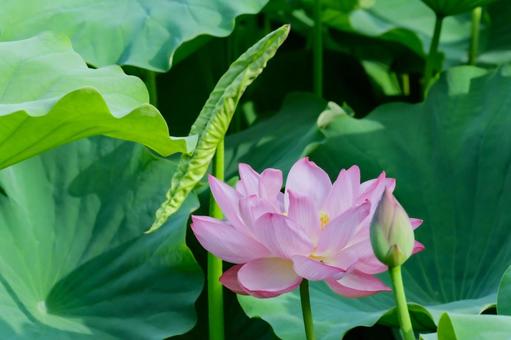 蓮 蓮 蓮,ハス,不忍池の写真素材