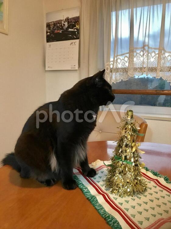 ツリーとイケメンなよこ顔〜 クリスマス,テーブル,住宅の写真素材