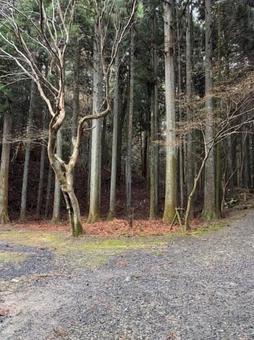 モノクロの森 モノクロの森の写真