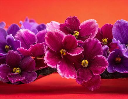 花 花の写真