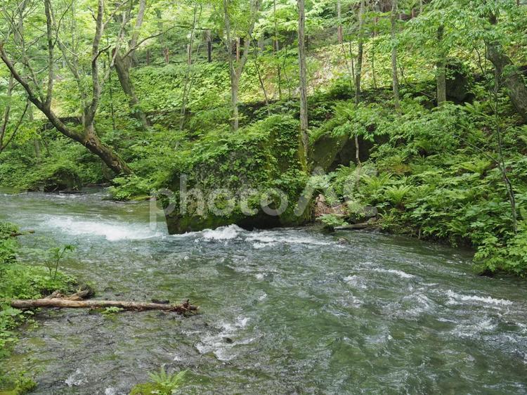 奥入瀬渓流　三乱の流れと川と緑の風景 奥入瀬渓流,三乱の流れ,十和田市の写真素材