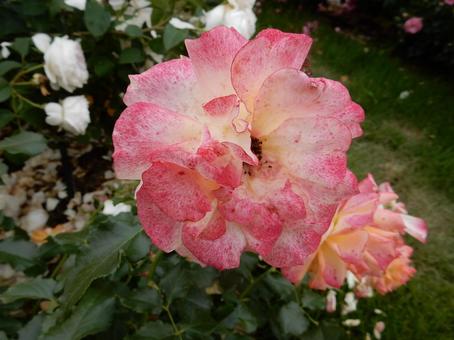 【薔薇の写真】バラの花 【薔薇の写真】バラの花 の写真