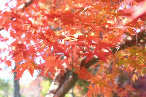 Autumn leaves, autumn, autumn godhong, maple, JPG