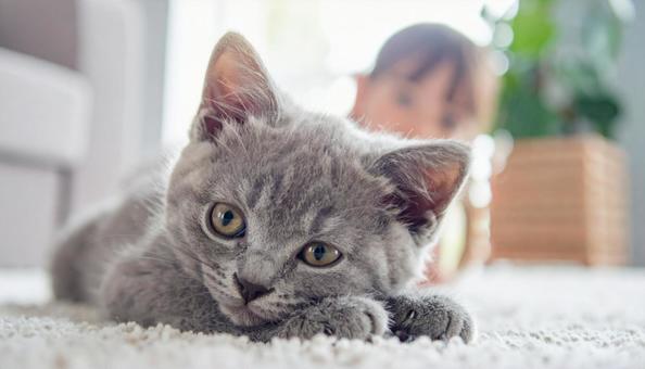 こちらを見ている子猫 こちらを見ている子猫の写真