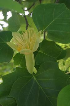 ユリノキの花 ユリノキの花 ユリノキ,チューリップツリー,自然の写真素材