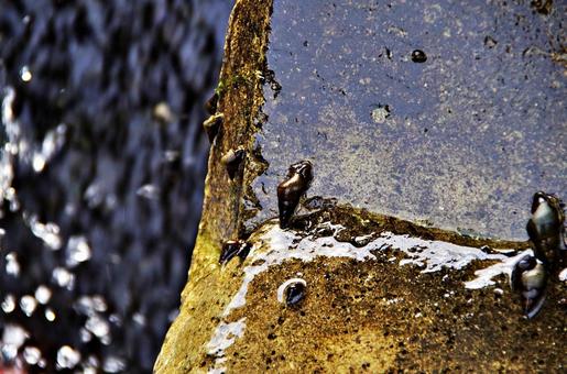 濡れたコンクリートを進むカワニナ カワニナ,川蜷,水際の写真素材