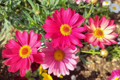 Daisy flower 14, JPG