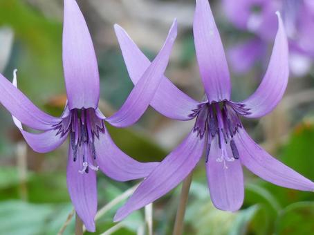 薄紫色の透き通るようなカタクリの花びら 薄紫色の透き通るようなカタクリの花びらの写真