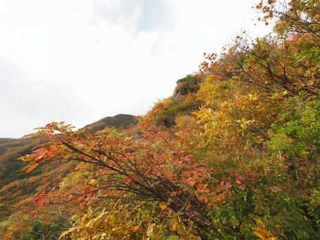 紅葉(越後三山・越後駒ヶ岳) 紅葉(越後三山・越後駒ヶ岳)の写真