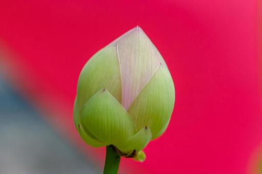 赤い背景に映える蓮のつぼみ 蓮,つぼみ,花の写真素材